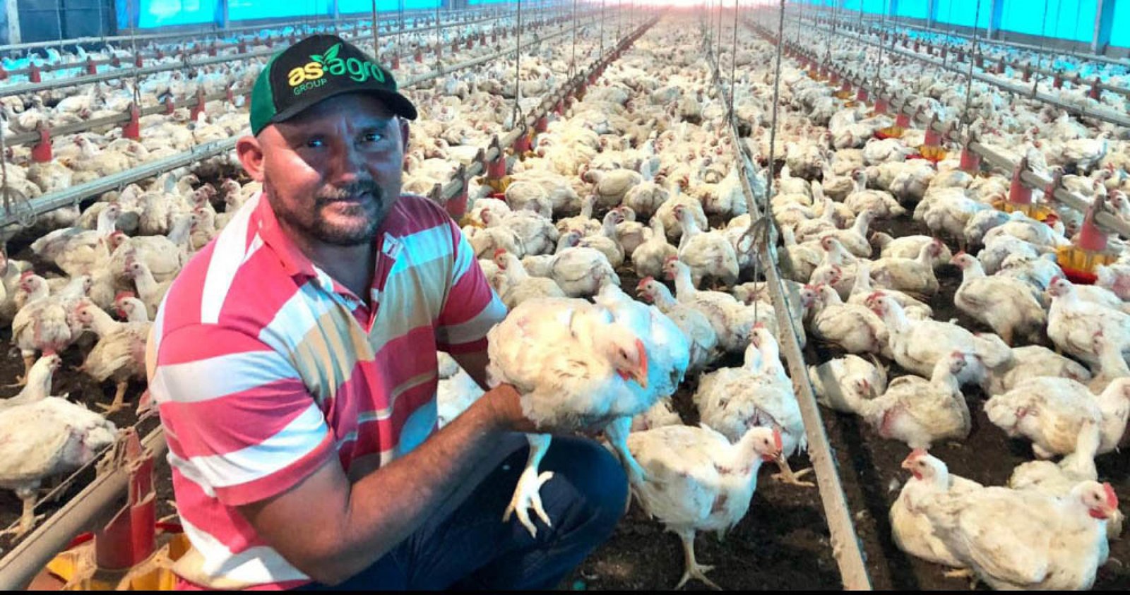 Dia do Avicultor é celebrado nesta sexta-feira