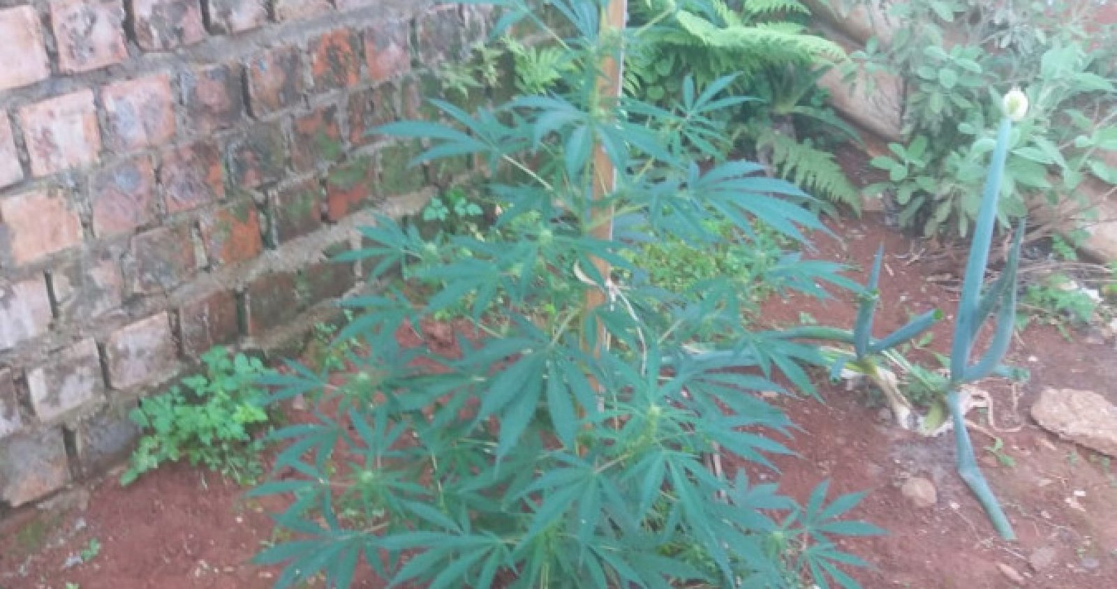 Imagem ilustrativa: Brigada Militar apreende pé de maconha em Tapejara
