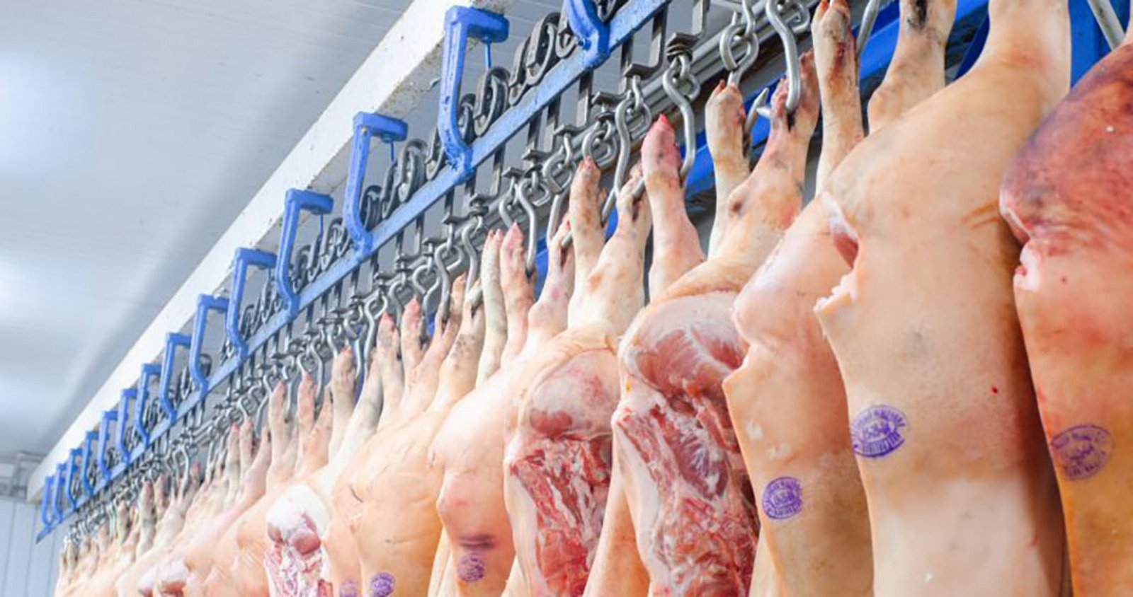 Exportações gaúchas de carne suína cresceram 70% em setembro