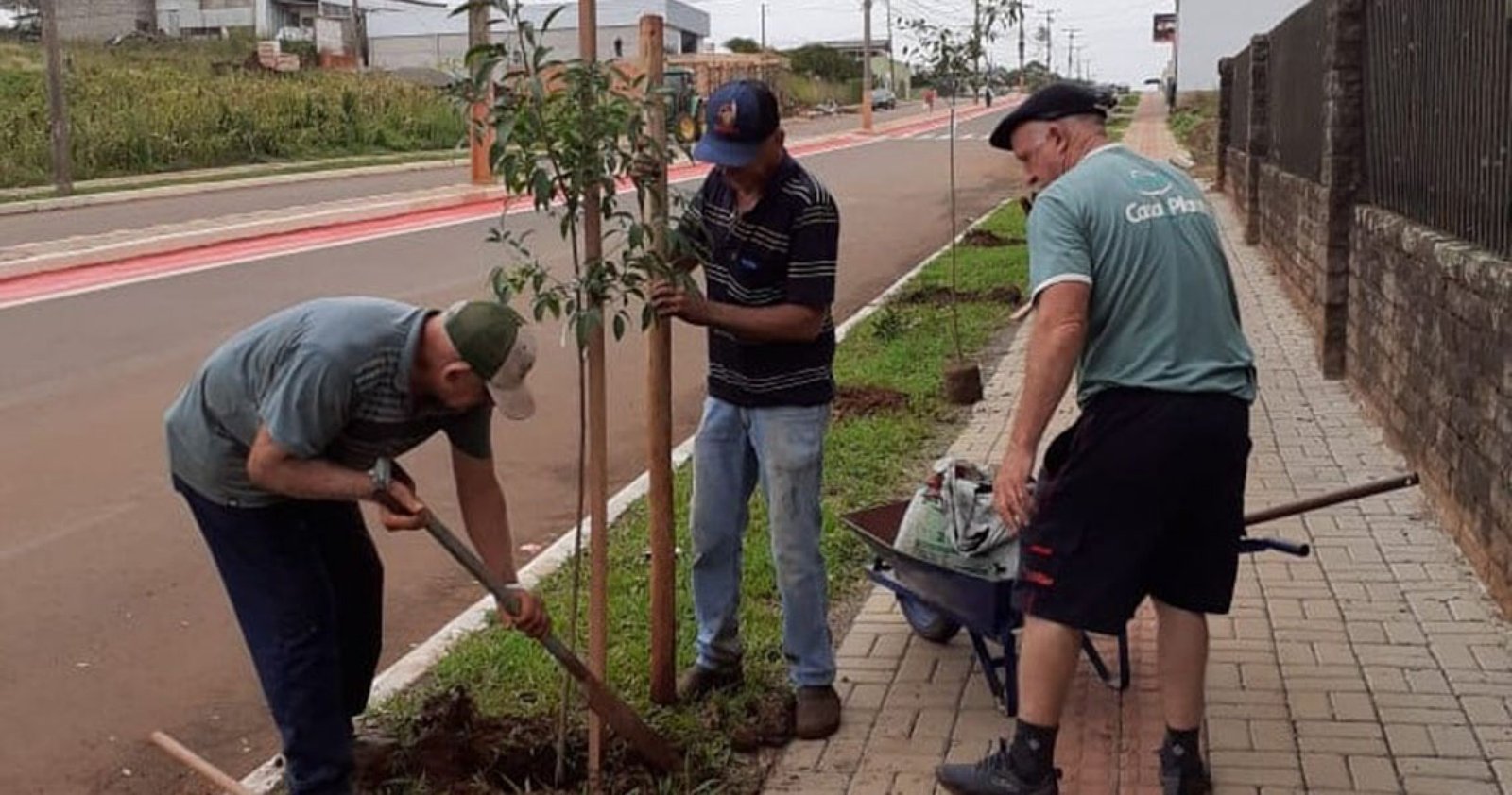 Imagem ilustrativa: Mudas de árvores são plantadas na Avenida Dom Pedro II