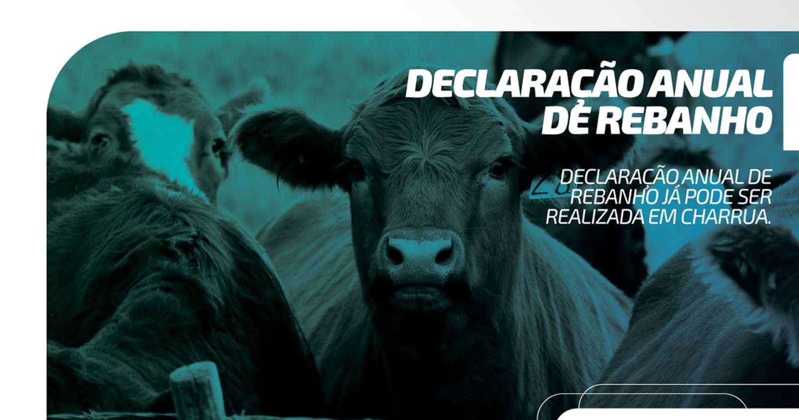 Imagem ilustrativa: Declaração Anual de Rebanho já pode ser feita em Charrua