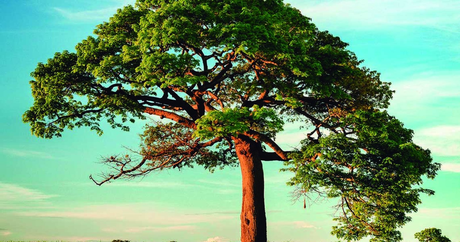 Imagem ilustrativa: Prefeitura lança manual voltado ao manejo adequado da arborização urbana