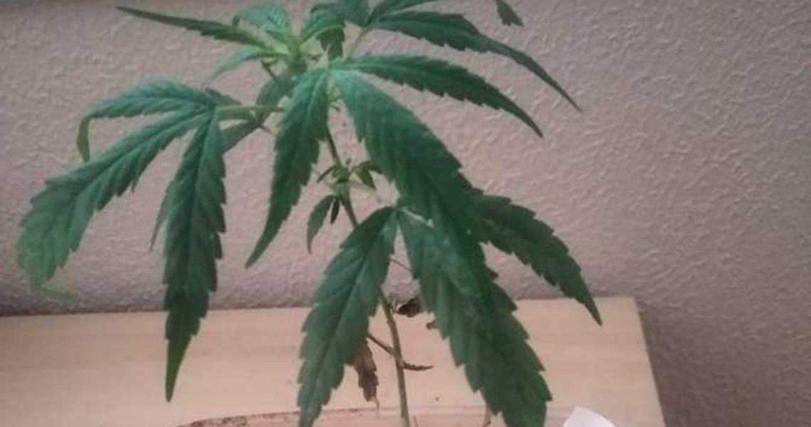 Imagem ilustrativa: Policiais encontram pé de maconha em residência