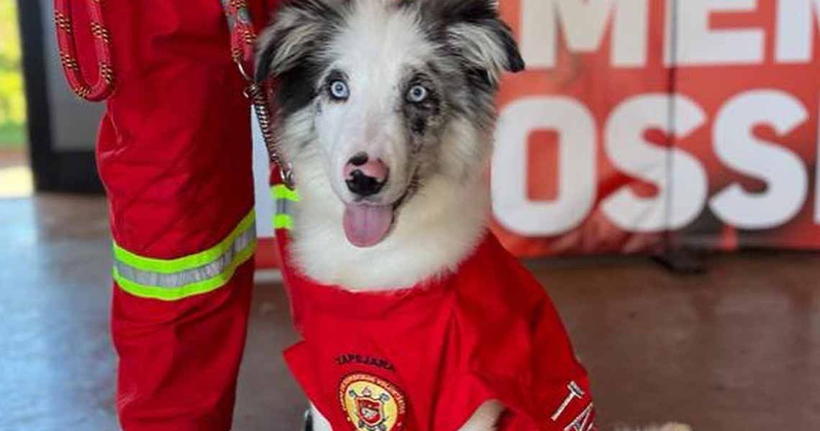 Imagem ilustrativa: Bombeiros contam com cão para busca, salvamento e resgate