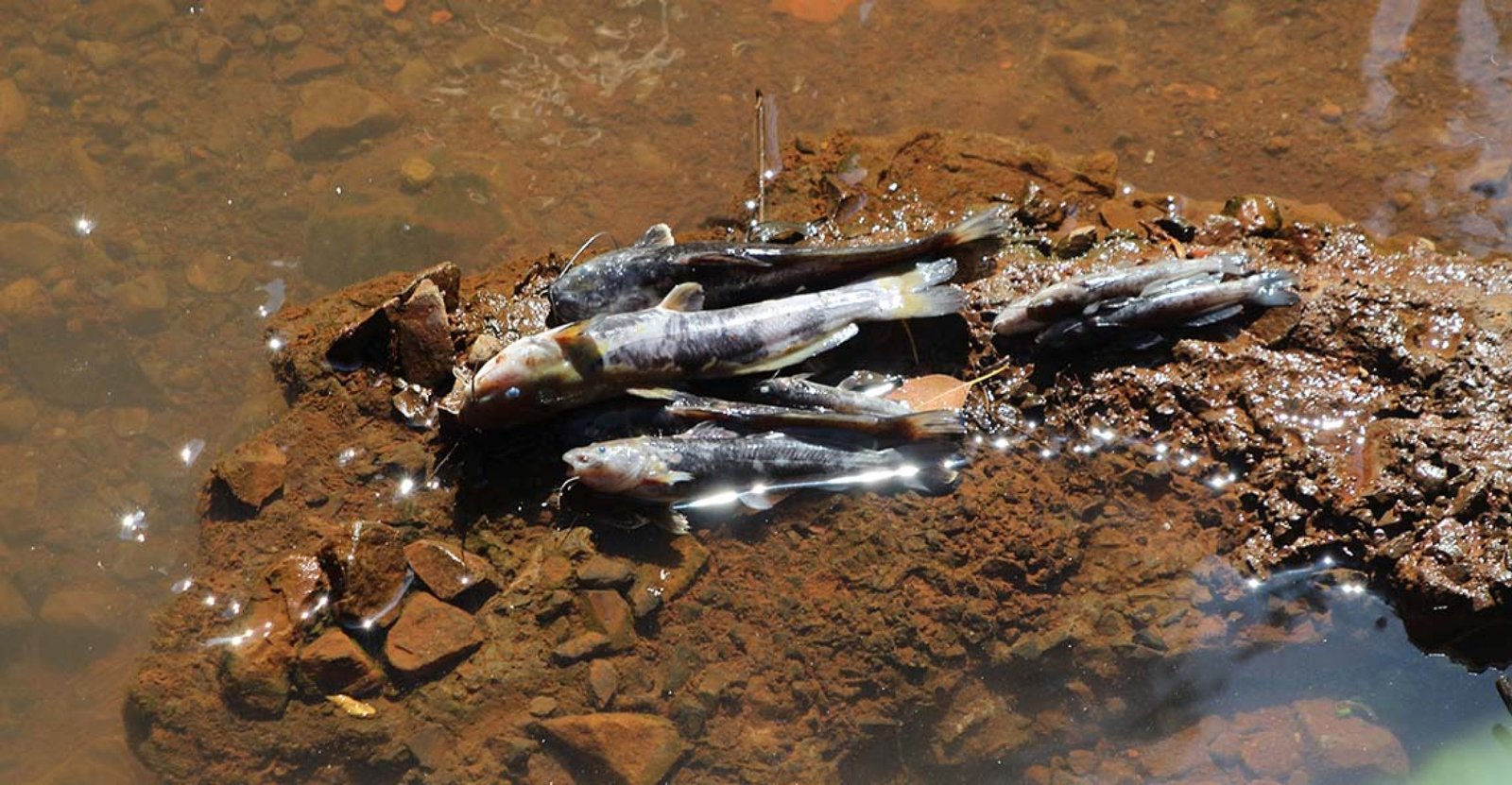 Imagem ilustrativa: Peixes são encontrados mortos no Arroio Bonetes