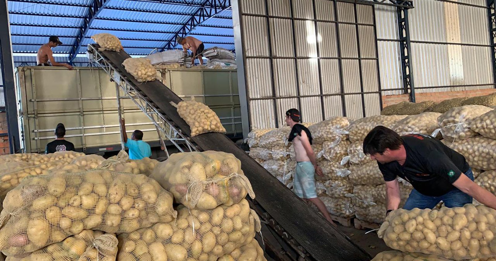 Imagem ilustrativa: Produtores de Bom Jesus doam 50 toneladas de batata para programas sociais da região